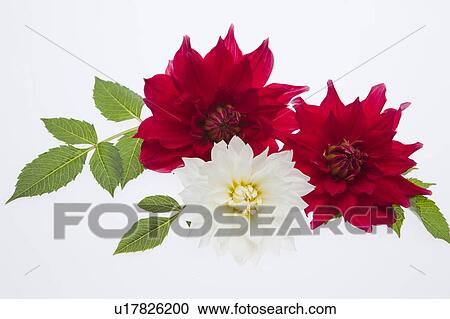 Dahlia Flowers View Large Photo Image Stock Image - Dahlia Flowers. Fotosearch