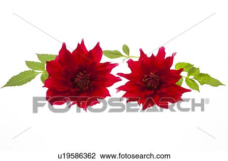 Dahlia Flowers View Large Photo Image Stock Image - Dahlia Flowers. Fotosearch