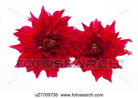 Dahlia Flowers View Large Photo Image Stock Photography - Dahlia Flowers. Fotosearch