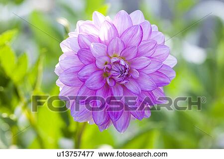 Stock Photo - Dahlia, Tochigi Prefecture, Honshu, Japan. Fotosearch