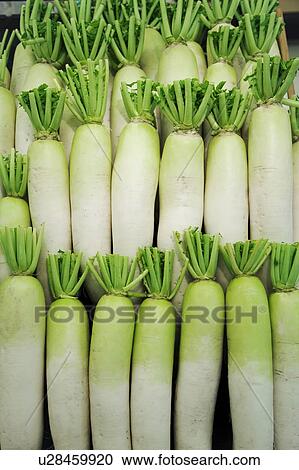 Stock Image - Dikon radishes. Fotosearch