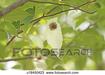 Dove Tree (Davidia involucrata) View Large Photo Image Stock Image - Dove Tree (Davidia involucrata). Fotosearch