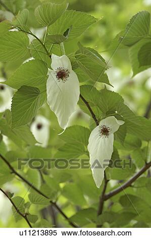 Stock Photography - Dove Tree (Davidia involucrata). Fotosearch