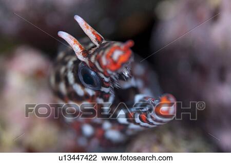 Stock Image - Dragon moray (Muraena pardalis). Fotosearch