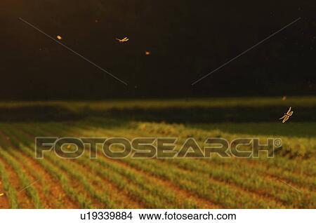 Dragonflies Over Field View Large Photo Image Picture - Dragonflies Over Field. Fotosearch