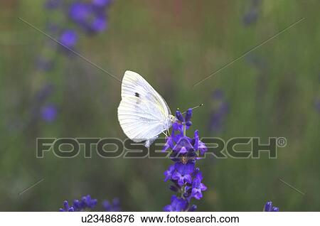 Eastern Pale Clouded Yellow Butterfly on Lavender Flower View Large Photo Image Stock Photograph - Eastern Pale Clouded Yellow Butterfly on Lavender Flower. Fotosearch