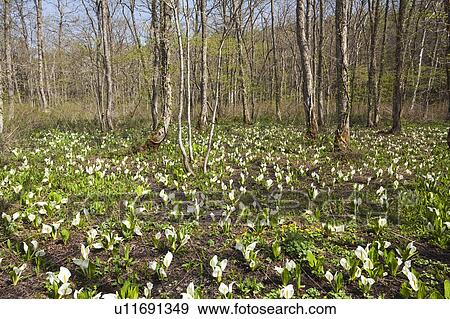 Eastern Skunk Cabbage at Togakushi shinrin botanical garden, Nagano Prefecture, Honshu, Japan View Large Photo Image Stock Photo - Eastern Skunk Cabbage at Togakushi shinrin botanical garden, Nagano Prefecture, Honshu, Japan. Fotosearch
