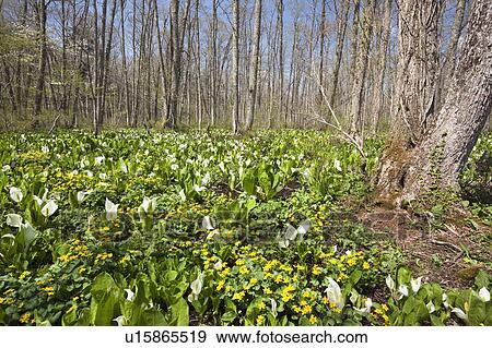 Stock Photo - Eastern Skunk Cabbage at Togakushi shinrin botanical garden, Nagano Prefecture, Honshu, Japan. Fotosearch