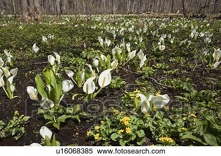 Eastern Skunk Cabbage at Togakushi shinrin botanical garden, Nagano Prefecture, Honshu, Japan View Large Photo Image Stock Photography - Eastern Skunk Cabbage at Togakushi shinrin botanical garden, Nagano Prefecture, Honshu, Japan. Fotosearch