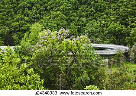 Stock Image - Empress tree and curved bridge, Nagano Prefecture, Japan. Fotosearch