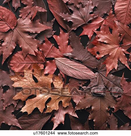 Picture - Fallen Autumn Leaves. Fotosearch