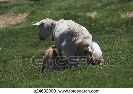 Stock Image - Family of goats at farm, Saitama Prefecture, Honshu, Japan . Fotosearch