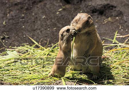 Family of Prairie dogs, Japan View Large Photo Image Stock Photo - Family of Prairie dogs, Japan. Fotosearch