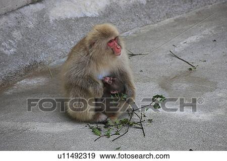 Stock Photo - Family of Snow Monkeys (Macaca fuscata), Japan. Fotosearch