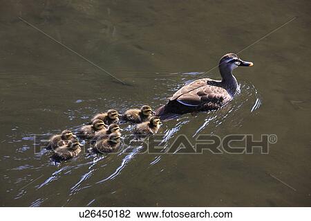 Family of Spotbill ducks swimming, Japan View Large Photo Image Stock Image - Family of Spotbill ducks swimming, Japan. Fotosearch