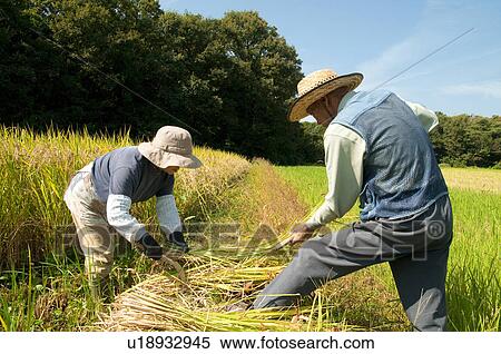 Farmer Couple Harvesting Rice View Large Photo Image Stock Photography - Farmer Couple Harvesting Rice. Fotosearch