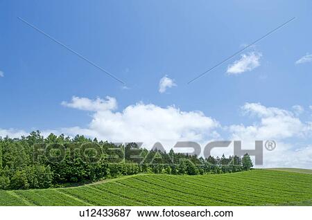 Field and tree, Hokkaido Prefecture, Japan View Large Photo Image Stock Photo - Field and tree, Hokkaido Prefecture, Japan. Fotosearch
