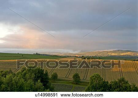 Stock Image - Field at dawn, Hokkaido Prefecture, Japan. Fotosearch
