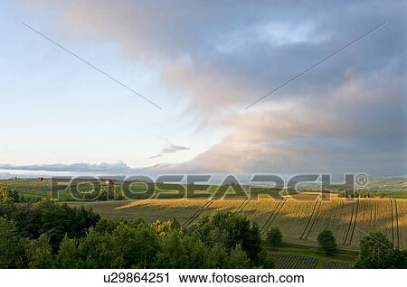 Field at dawn, Hokkaido Prefecture, Japan View Large Photo Image Stock Image - Field at dawn, Hokkaido Prefecture, Japan. Fotosearch