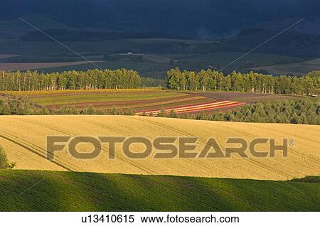 Field at dawn, Hokkaido Prefecture, Japan View Large Photo Image Stock Photography - Field at dawn, Hokkaido Prefecture, Japan. Fotosearch