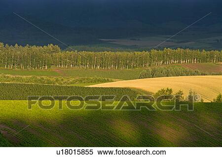 Field at dawn, Hokkaido Prefecture, Japan View Large Photo Image Stock Photography - Field at dawn, Hokkaido Prefecture, Japan. Fotosearch