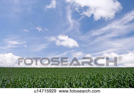 Stock Photo - Field, Hokkaido Prefecture, Japan. Fotosearch