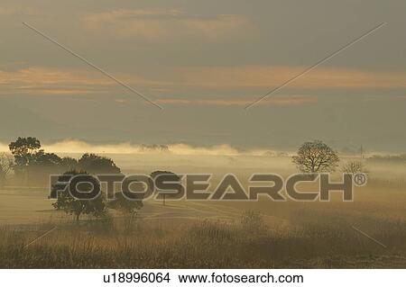Fog at dawn, Tochigi Prefecture, Honshu, Japan View Large Photo Image Picture - Fog at dawn, Tochigi Prefecture, Honshu, Japan. Fotosearch