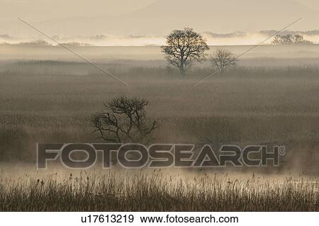 Fog at dawn, Tochigi Prefecture, Honshu, Japan View Large Photo Image Stock Photo - Fog at dawn, Tochigi Prefecture, Honshu, Japan. Fotosearch