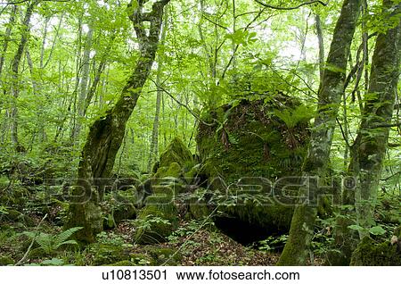Forest in summer, Aomori Prefecture, Japan View Large Photo Image Stock Image - Forest in summer, Aomori Prefecture, Japan. Fotosearch