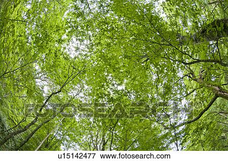 Forest in summer, Aomori Prefecture, Japan View Large Photo Image Stock Photo - Forest in summer, Aomori Prefecture, Japan. Fotosearch