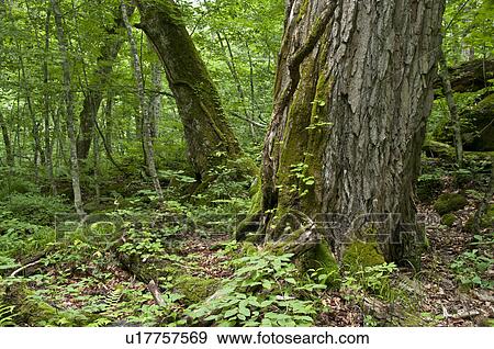 Forest in summer, Aomori Prefecture, Japan View Large Photo Image Stock Photo - Forest in summer, Aomori Prefecture, Japan. Fotosearch