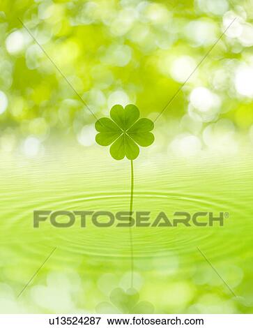 Stock Photo - Four-leaf clover. Fotosearch