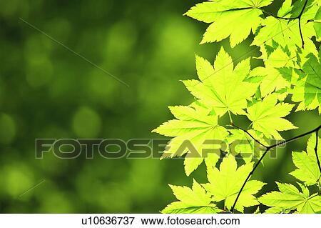 Stock Photo - Fresh Maple Leaves. Fotosearch