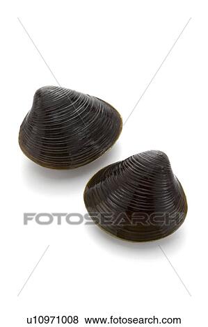 Stock Photo - Freshwater clam. Fotosearch