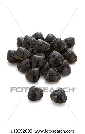 Freshwater clam View Large Photo Image Stock Photo - Freshwater clam. Fotosearch