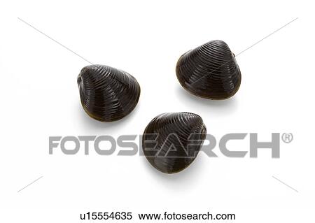 Freshwater clam View Large Photo Image Stock Photography - Freshwater clam. Fotosearch