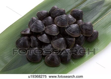 Stock Photography - Freshwater clam. Fotosearch