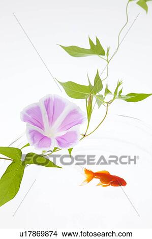 Goldfish and Morning Glory Flower View Large Photo Image Picture - Goldfish and Morning Glory Flower. Fotosearch