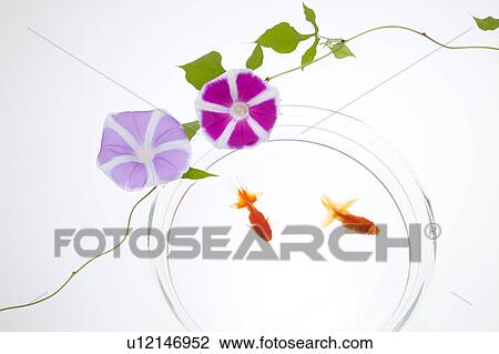 Goldfish and Morning Glory Flower View Large Photo Image Stock Image - Goldfish and Morning Glory Flower. Fotosearch
