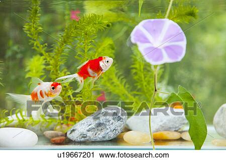 Stock Image - Goldfish and Morning Glory Flower. Fotosearch