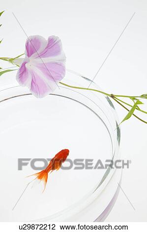 Stock Image - Goldfish and Morning Glory Flower. Fotosearch