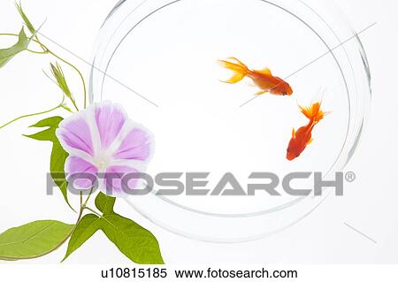 Goldfish and Morning Glory Flower View Large Photo Image Stock Photography - Goldfish and Morning Glory Flower. Fotosearch