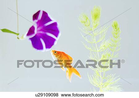 Goldfish and Purple Morning Glory Flower View Large Photo Image Stock Photo - Goldfish and Purple Morning Glory Flower. Fotosearch