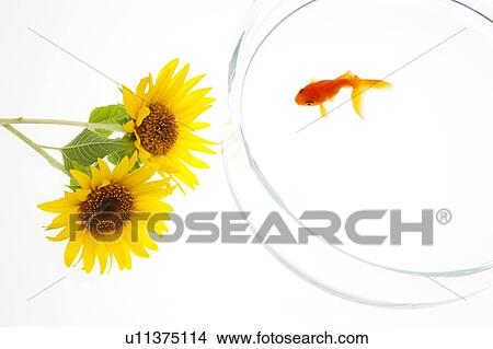 Goldfish and Sunflowers, High Angle View View Large Photo Image Picture - Goldfish and Sunflowers, High Angle View. Fotosearch