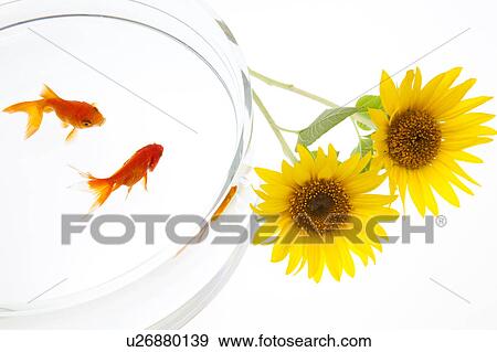 Stock Photo - Goldfish and Sunflowers, High Angle View. Fotosearch