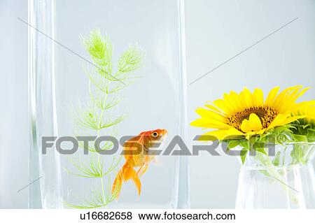 Stock Photo - Goldfish and Sunflowers. Fotosearch