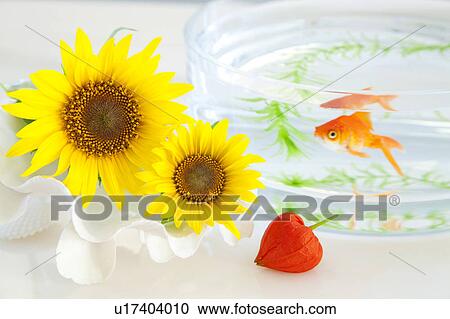 Stock Image - Goldfish, Sunflowers and Winter Cherry. Fotosearch