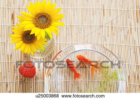 Goldfish, Sunflowers and Winter Cherry View Large Photo Image Stock Photo - Goldfish, Sunflowers and Winter Cherry. Fotosearch