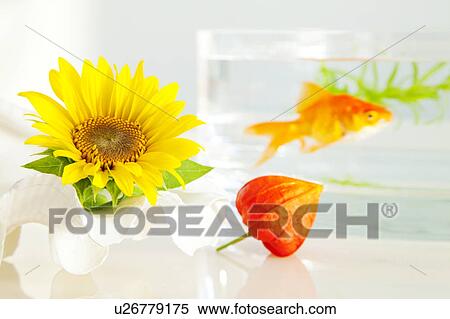 Goldfish, Sunflowers and Winter Cherry View Large Photo Image Stock Photography - Goldfish, Sunflowers and Winter Cherry. Fotosearch