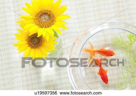 Stock Photograph - Goldfish Tank and Sunflowers. Fotosearch